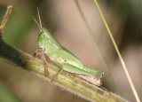 Dichromorpha viridis; Short-winged Green Grasshopper; female
