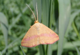 7146 - Haematopis grataria; Chickweed Geometer; male