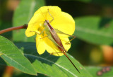 Conocephalus brevipennis; Short-winged Meadow Katydid