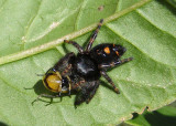 Phidippus audax; Bold Jumper; preying on Twelve-spotted Cucumber Beetle