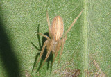 Larinia borealis; Orb Weaver species