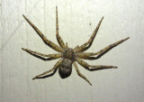 Philodromus Running Crab Spider species
