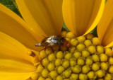 Mordellistena Tumbling Flower Beetle species