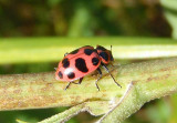 Coleomegilla maculata; Spotted Lady Beetle