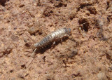 Silverfish and Bristletails