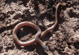 Ground Snake