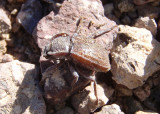 Stenomorpha parallela; Darkling Beetle species