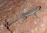 Ornate Tree Lizard