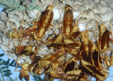 Polistes apachus; Paper Wasp species