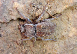 Stenomorpha parallela; Darkling Beetle species