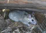 White-throated Woodrat