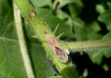Zelus renardii; Leafhopper Assassin Bug