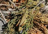 Melanoplus yarrowii; Yarrows Grasshopper; female