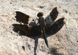 Pseudoleon superbus; Filigree Skimmer; male