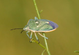 Chlorochroa sayi; Says Stink Bug