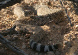 Western Diamondback Rattlesnake