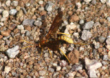 Labena grallator; Ichneumon Wasp species