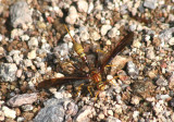 Labena grallator; Ichneumon Wasp species