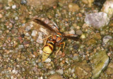 Eumenes aureus; Potter Wasp species