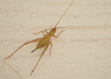 Oecanthus californicus; Western Tree Cricket