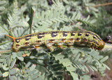 7894 - Hyles lineata; White-lined Sphinx Moth caterpillar