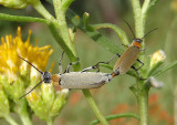 Epicauta wheeleri; Blister Beetle species; mating pair