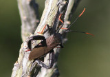 Acanthocephala thomasi; Giant Agave Bug