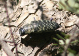 Lampetis webbii; Metallic Wood-boring Beetle species