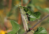 Schistocerca albolineata; White-lined Bird Grasshopper; female