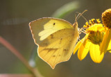 Eurema mexicana; Mexican Yellow
