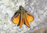 Copaeodes aurantiaca; Orange Skipperling