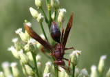 Polistes major; Horse Paper Wasp