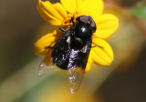 Copestylum mexicanum; Mexican Cactus Fly; female