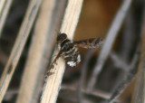 Lepidanthrax disjunctus; Bee Fly species