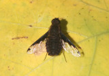 Hemipenthes scylla; Bee Fly species