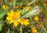 Oecanthus californicus; Western Tree Cricket; pale variant; male