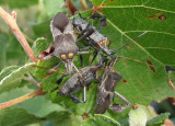 Leptoglossus zonatus; Leaf-footed Bug species