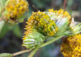 9783-9787 - Stiria Owlet Moth Caterpillar species