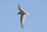Arctic Tern; juvenile