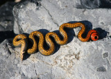 Regal Ring-necked Snake
