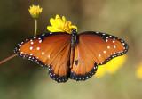 Danaus gilippus; Queen; male