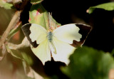 Eurema mexicana; Mexican Yellow; female