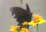 Gyrocheilus patrobas; Red-bordered Satyr