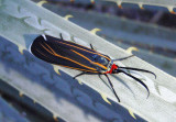 8260 - Ctenucha venosa; Veined Ctenucha Moth