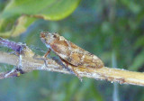 Aphrophora Spittlebug species