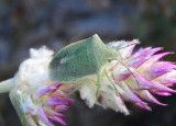 Thyanta custator; Red-shouldered Stink Bug