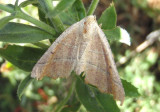 6749 - Pero radiosaria; Geometrid Moth species