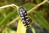 Acmaeodera solitaria; Metallic Wood-boring Beetle species