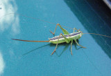 Conocephalus strictus; Straight-lanced Meadow Katydid; immature