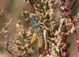 Barytettix humphreysii; Humphreys Grasshopper